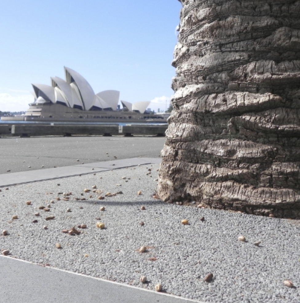 permeable tree surround Sydney Australia